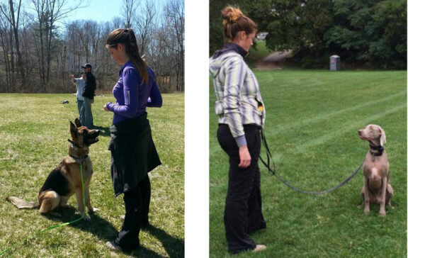 puppy training stoney creek