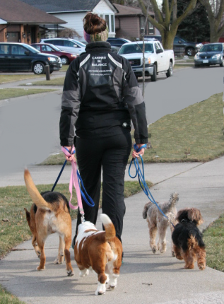 dog walking stoney creek
