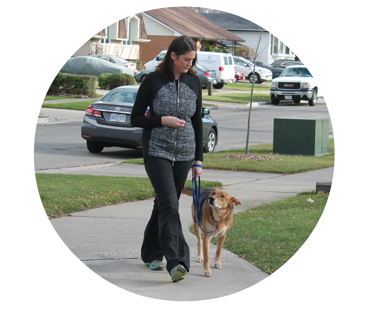 dog training hamilton