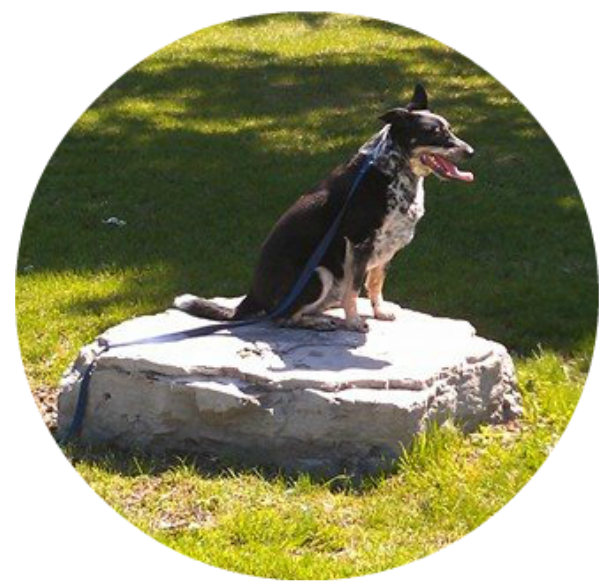 Dog training hamilton
