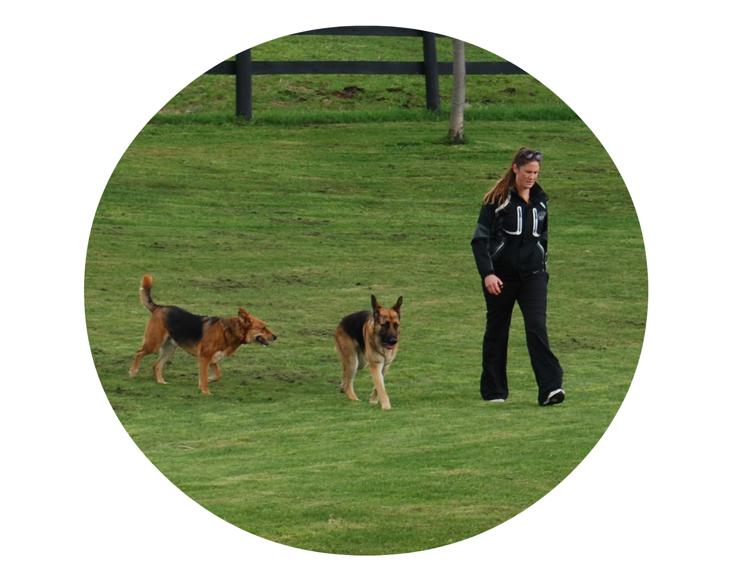 dog training hamilton