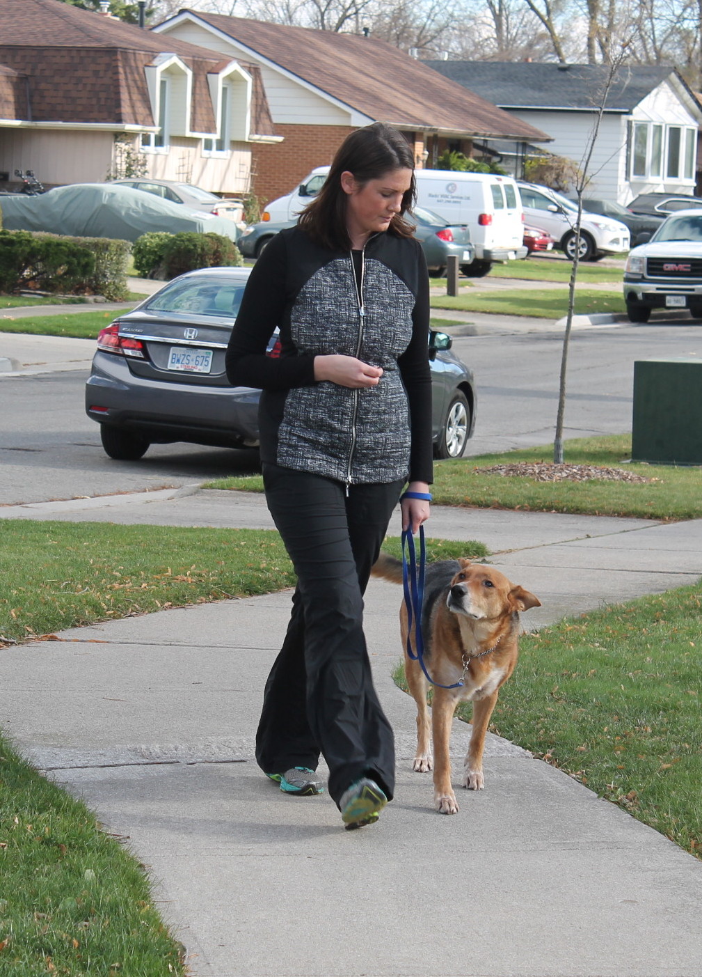 dog walking stoney creek