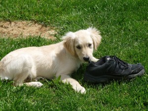 puppy training burlington