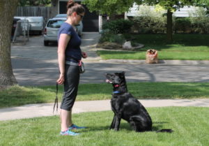 german shepherd puppy training