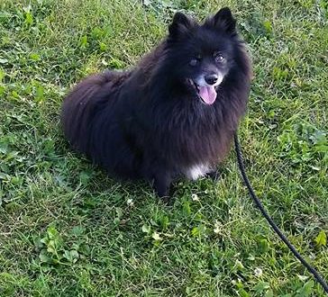 dog training at the park in Burlington