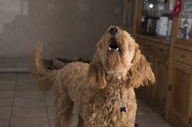 private_dog_training