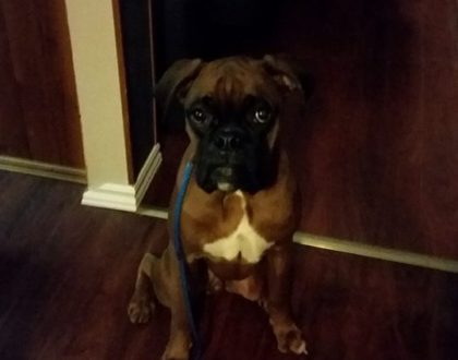 boxer_training