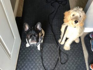 in home puppy training