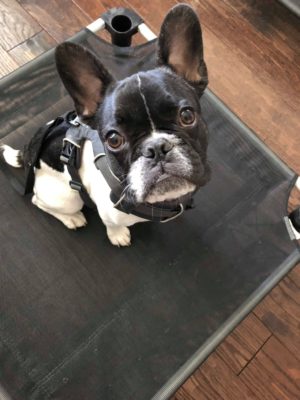 puppy training stoney creek