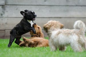 puppy_social