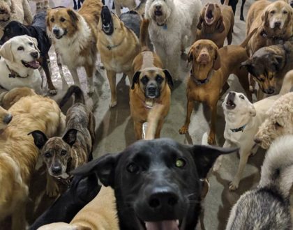 dog_daycare