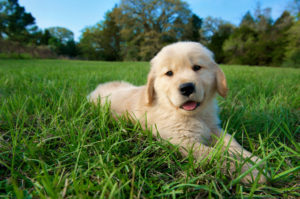 puppy_training