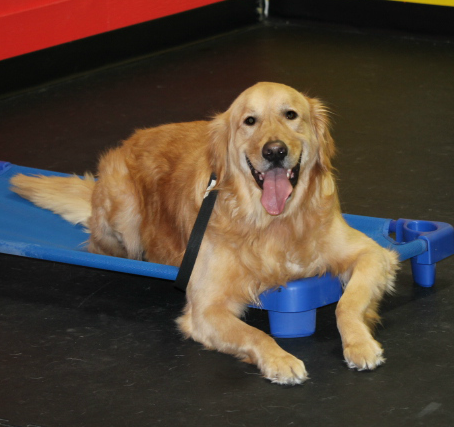 Golden Retriever group class Burlington DogDen