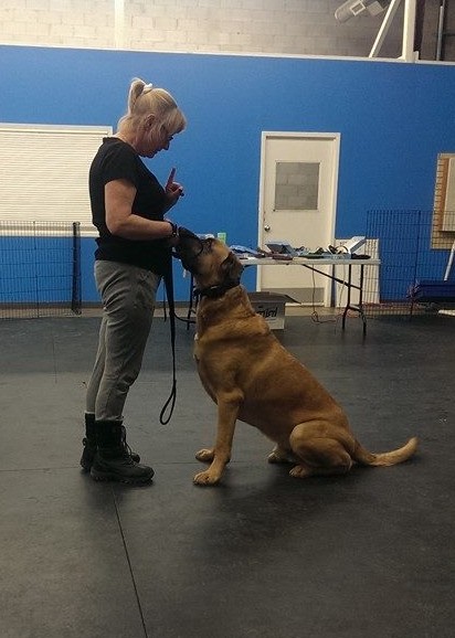 Teaching Impulse Control Through Play for High-Drive Dogs