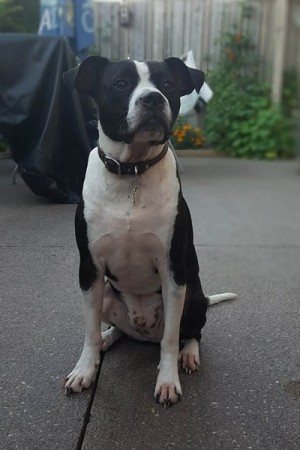 Dog Training in Hamilton, Ontario