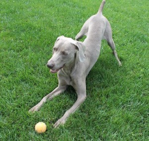 Dog Training in Hamilton, Ontario