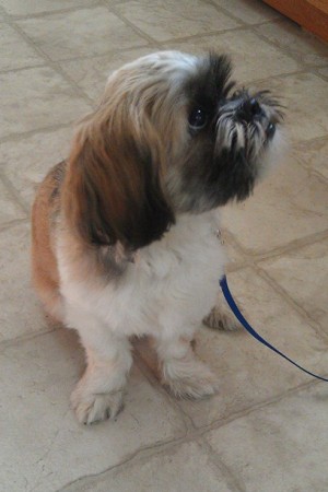  Hamilton, Ontario Dog Trainer,