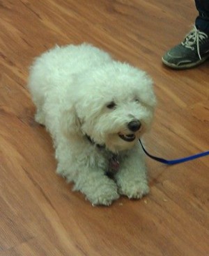Binbrook, Ontario Dog Training