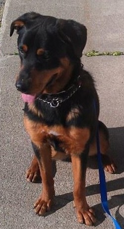 Dog Training GTA