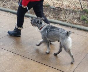 dog walking exercise schnauzer ancaster