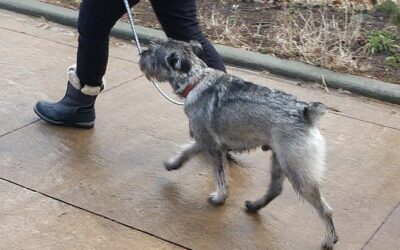 How Much Exercise Does My Dog Need? Dog Exercise Guide