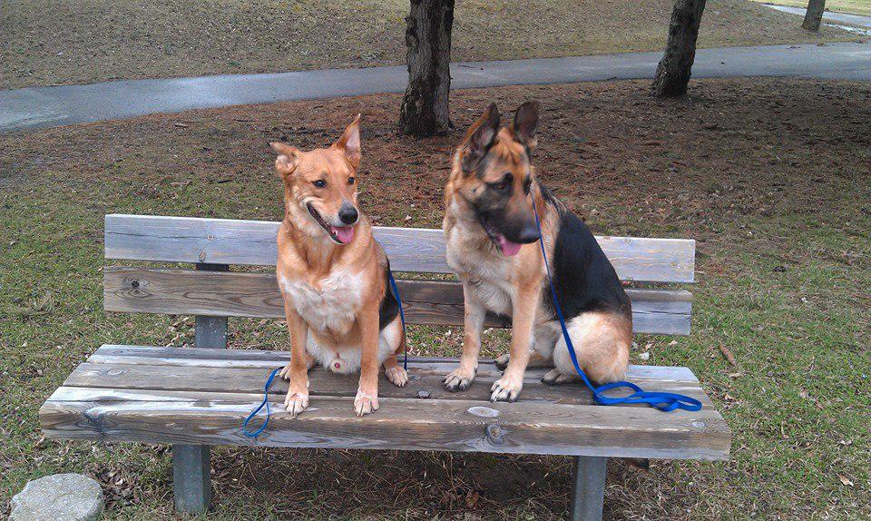 Easy Dog Training Tips