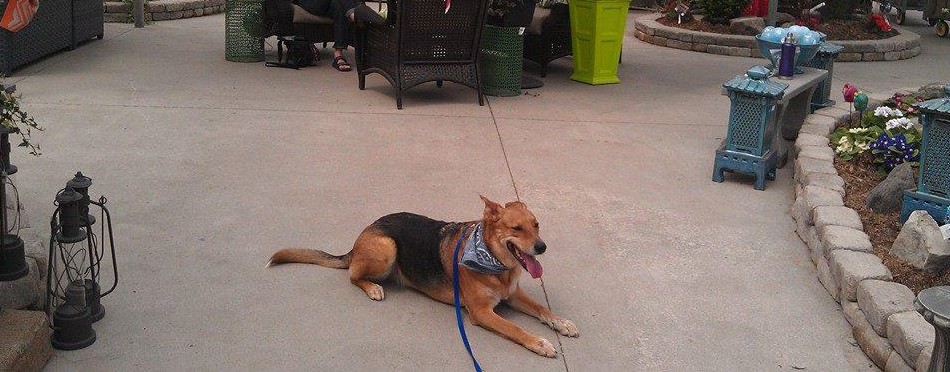 Dog Training tips