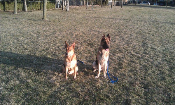 dog training collars