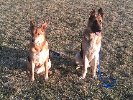 dog training collars
