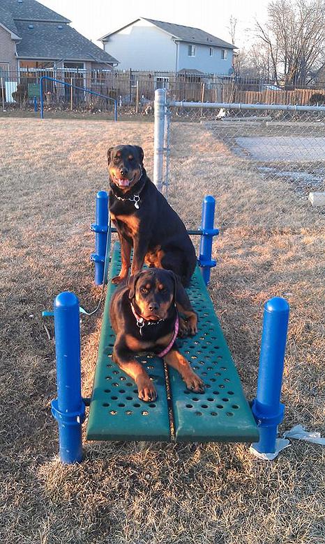 Puppy socialization