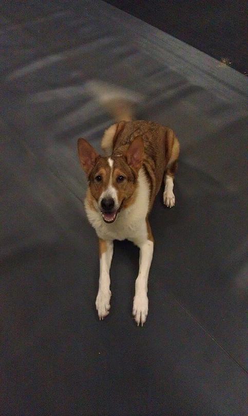 Dog Training in Stoney Creek, Ontario
