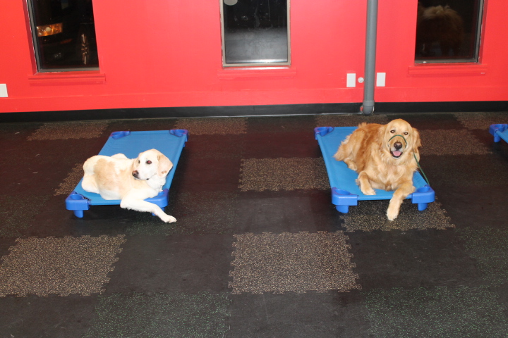 Life Saving Dog Training Advice: Stop Door Bolting