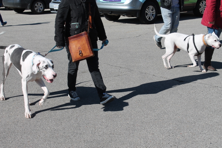 Dog Training the Reactive Dog: Calm Leash Walking Around Dogs