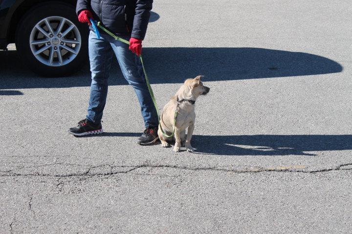 What is remote collar training?