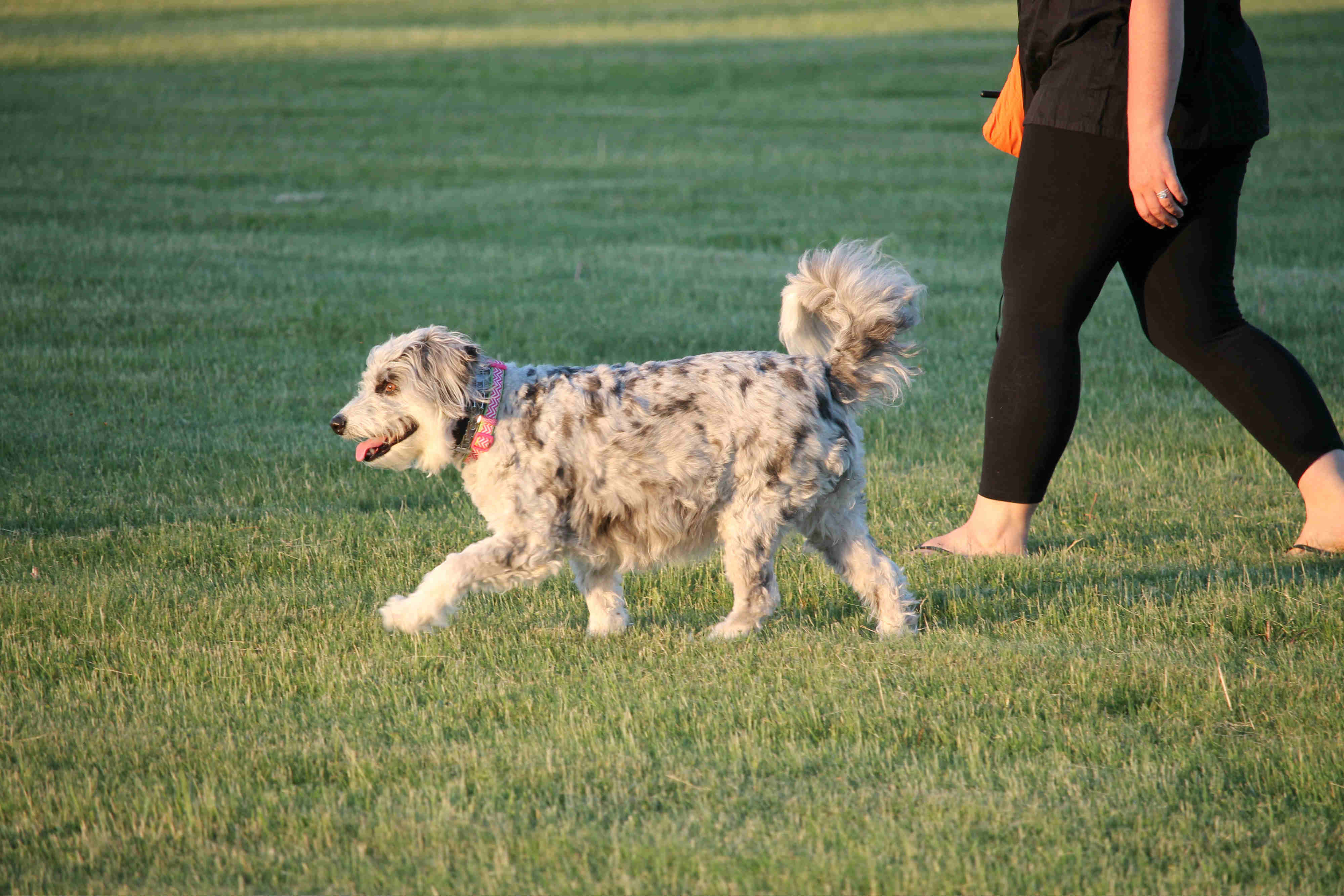 obedience dog training hamilton