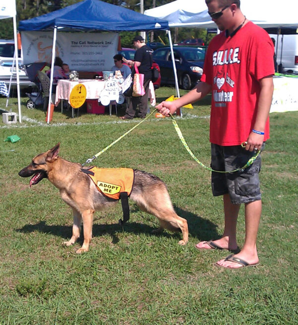 dog pulling on leash