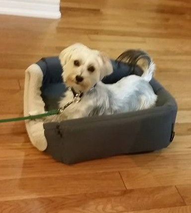 Dog training Beamsville