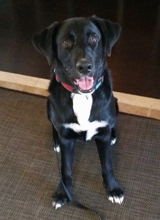 Dog training in Binbrook, Ontario