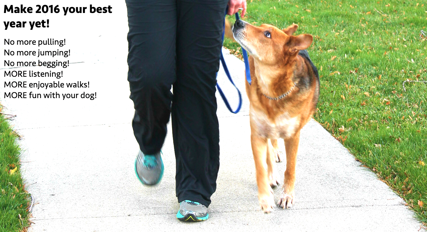 Puppy Training Burlington