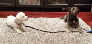 dog training grimsby
