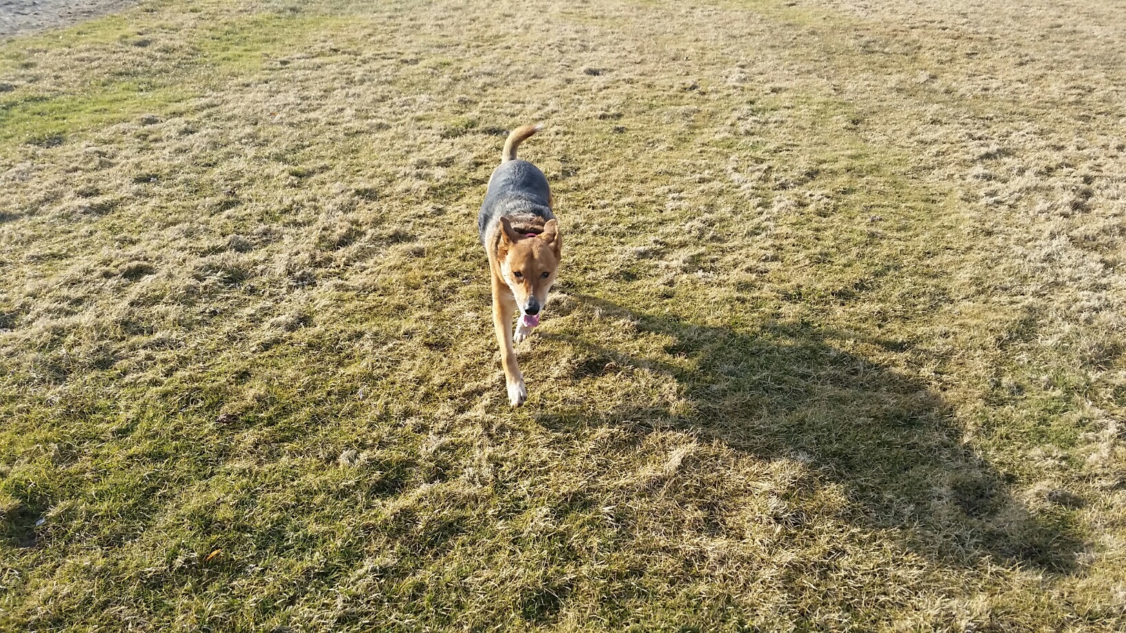 Don’t Be That Person: Why Off-Leash Dogs Need Reliable Recall