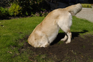dog digging