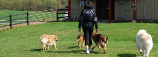 off leash dogs getting exercised ancaster