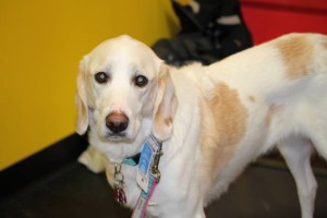 Fearful dog training stoney creek