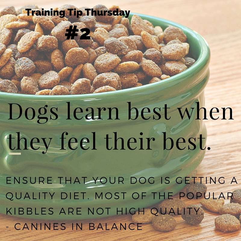 Dog Training Tip #2 Why Food Matters for Better Training