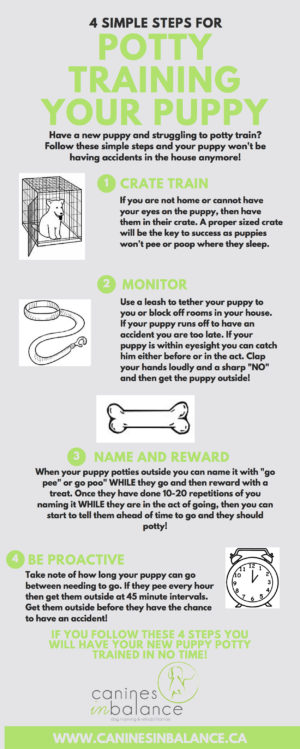 house training potty puppy