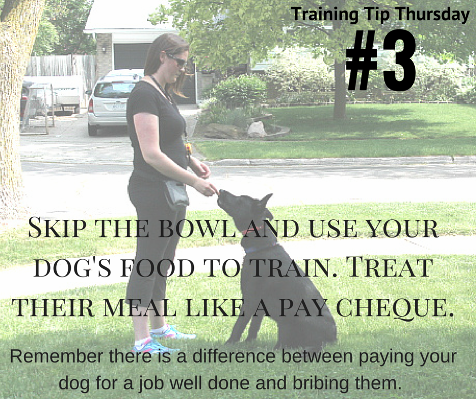 Dog Training Tip: Use Food Like a Paycheque for Training