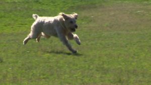 dog off leash running