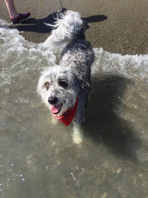 Aussie Doodle off leash beach