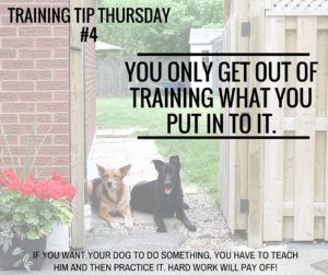 Dog Training Tip 